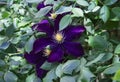 Blue flowers of clematis Warsaw night Royalty Free Stock Photo