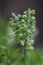 Blue flowers close up in the garden