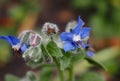 Star Flower, Borage Or Borago Officianalis In Bloom In Summer Royalty Free Stock Photo