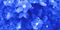 Blue flowers closeup. Modern floral backdrop Royalty Free Stock Photo