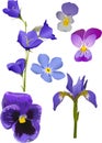 Blue flowers collection isolated on white Royalty Free Stock Photo