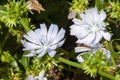 Blue flowers of a common chicory in sunshine Royalty Free Stock Photo