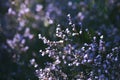 Blue flowers of the Common sea-lavender. Royalty Free Stock Photo