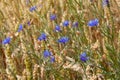 Blue flowers of cornflowers among the golden ripe ears of wheat Royalty Free Stock Photo