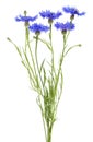 Blue flowers of cornflowers isolated on white background. Summer flowers on white background