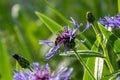 Blue flowers of cornflowers, rustic bouquet picked in summer located on green background Royalty Free Stock Photo