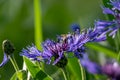 Blue flowers of cornflowers, rustic bouquet picked in summer located on green background Royalty Free Stock Photo