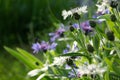 Blue flowers of cornflowers, rustic bouquet picked in summer located on green background Royalty Free Stock Photo