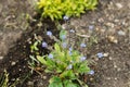 Blue flowers in countryside garden. Forget me not flowers blooming. Biodiversity and landscaping garden flower beds