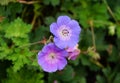 Blue flowers of Cranesbill Geranium `Gerwat` Royalty Free Stock Photo