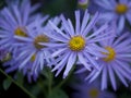 Blue flowers