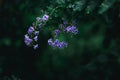 Blue flowers in dark tone Black background Royalty Free Stock Photo