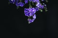 Blue flowers in dark tone Black background Royalty Free Stock Photo