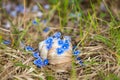 Blue flowers fell on snail by wind with a young wasp