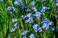 Blue flowers on field