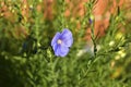 Blue flowers of field flax in the evening on the wall background