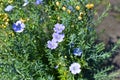 Blue flowers of field flax in the garden bed