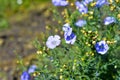 Blue flowers of field flax in the garden bed