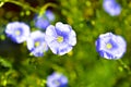 Blue flowers of field flax in the summer sun