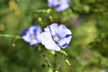 Blue flowers of field flax in the summer sun