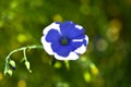 Blue flowers of field flax in the summer sun