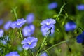 Blue flowers of field flax in the summer sun