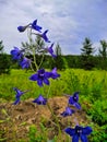 Blue flowers in the field. The Larkspur blue. Larkspur, or Delphinium, or Larkspur lat. DelphÃÂ­nium Royalty Free Stock Photo