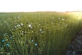 Blue flowers field at sunset in Poland