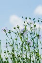 Blue flowers of flax in a field against the blue sky, in summer, close up,  shallow depth of field Royalty Free Stock Photo