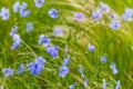 Blue flowers of flax in a field against green background, in summer, close up, shallow depth of field Royalty Free Stock Photo