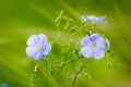 Blue flowers of flax in a field against green background, in summer, close up, shallow depth of field Royalty Free Stock Photo