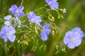 Blue flowers of flax in a field against green background, in summer, close up, shallow depth of field Royalty Free Stock Photo