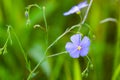 Blue flowers of flax in a field against green background, in summer, close up, shallow depth of field Royalty Free Stock Photo