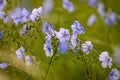 Blue flowers of flax in a field against green background, in summer, close up, shallow depth of field Royalty Free Stock Photo