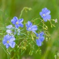 Blue flowers of flax in a field against green background, in summer, close up, shallow depth of field Royalty Free Stock Photo