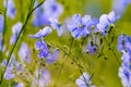 Blue flowers of flax in a field against green background, in summer, close up, shallow depth of field Royalty Free Stock Photo