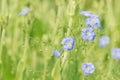 Blue flowers of flax on a green background. Field blue flowers. Selective soft focus