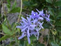 Blue flowers. Flores Azules