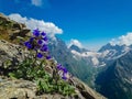 Blue flowers in the foreground. Summer mountain landscapes of Karachay Cherkessia, Dombay, Western Caucasus. Royalty Free Stock Photo
