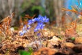 Blue flowers in forest