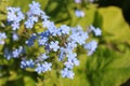 Blue flowers of forget-me-not on green background, horizontal view.