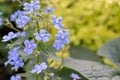 Blue flowers of forget-me-not in spring sunny day with light green foliage, leaves on background with copy space Royalty Free Stock Photo