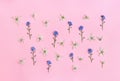 Blue flowers forget-me-not and white snowdrops Ornithogalum umbellatum, garden star-of-Bethlehem, grass lily  on pink paper Royalty Free Stock Photo