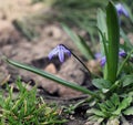 Blue flowers in the garden Royalty Free Stock Photo