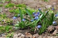 Blue flowers in the garden