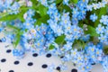 Blue flowers of garden forget-me-not lying on white with black polka dots fabric