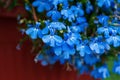 Blue flowers of Garden lobelia Lobelia erinus L. planted in flower garden container Royalty Free Stock Photo