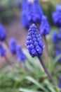 blue flowers in the garden