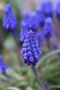 blue flowers in the garden