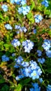 Blue Flowers Gardena